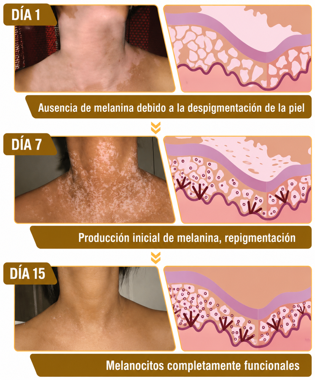 BEE VENOM Restaurador Corrector de Piel